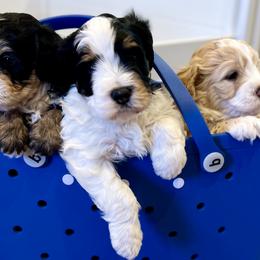Bernedoodles from Harding Doodles