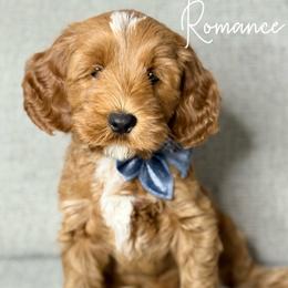 Australian Labradoodle Puppies from Miami Australian Labradoodles