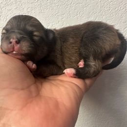 Boy - Orange sable male Pomeranian puppy in Arleta, California from Poms De Valle