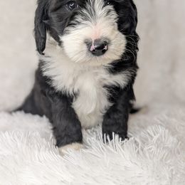 Aussiedoodle, Bernedoodle, Cavapoo, Goldendoodle, Poodle, and Sheepadoodle Puppies from Southern Utah Doodles & Poodles