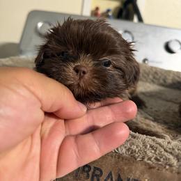Lili - Chocolate female Shih Tzu puppy in Apple Valley, California from Garcia_shihtzu