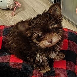 Girl 2 - Chocolate female Morkie puppy in Inverness, Florida from Morkies and More