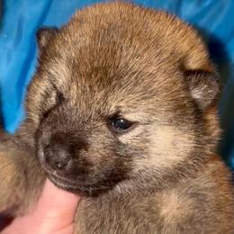 'Baloo' - Red male Shiba Inu puppy in Clewiston, Florida from Animal Farm Shiba Inus & Mameshibas