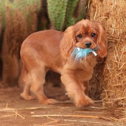 Cavalier King Charles Spaniel Puppies from Whisper Wood Acres