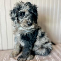 Coast - Merle male Bernedoodle puppy in Clarinda, Iowa from Root and Branch Bernedoodles