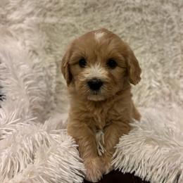 ADELAIDE - female Australian Mountain Doodle puppy in Bristow, Oklahoma from 10-Acre Woods Cockapoos
