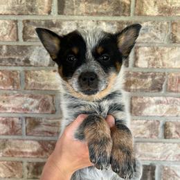 Girl 3 - Blue female Australian Cattle Dog puppy in Irvington, Kentucky from Dry Valley’s Australian Cattle Dogs