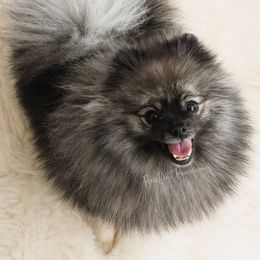 Manny - Pomeranian