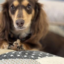 Tatey - Dachshund