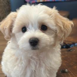 Frank - Cream male Maltipoo puppy in Maumelle, Arkansas from Fox Family