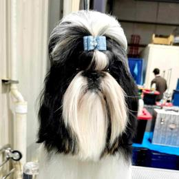 Piper - Shih Tzu