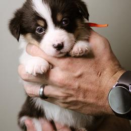 Ruth - Black and tan female Pembroke Welsh Corgi puppy in South Otselic, New York from Ridge Top Corgis