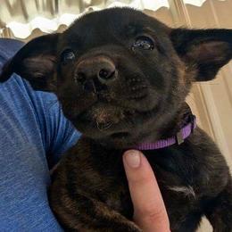 Ember - Black brindle female Dutch Shepherd puppy in Sierra Vista, Arizona from KnightWatch K-9