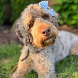 Olive - Bernedoodle