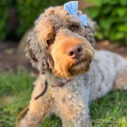 Olive - Bernedoodle