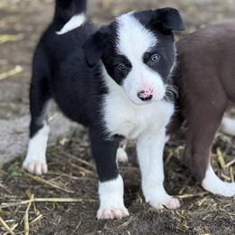 Boy 1 - Black and white male Border Collie puppy in Centerville, Washington from Forthright Farms