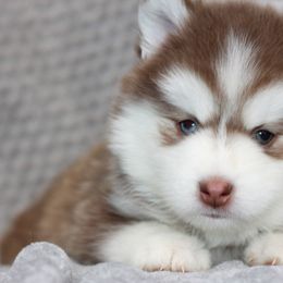 Pomsky Puppies from SZ Rolling Acres LLC
