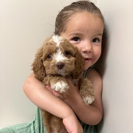 Boy 1 - Red male Cockapoo puppy in Birdsboro, Pennsylvania from Cooper Family Cockapoos