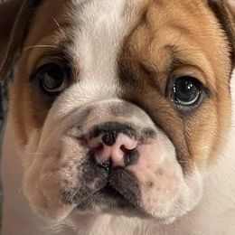 Boy 2 - Red and white Bulldog puppy in Macomb, Michigan from London's Bears English Bulldogs