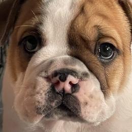 Boy 2 - Red and white Bulldog puppy in Macomb, Michigan from London's Bears English Bulldogs