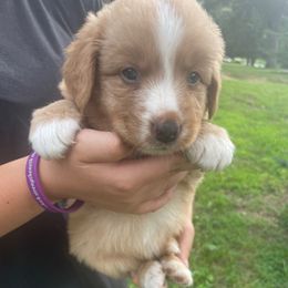 Orion - Red tri-color male Miniature American Shepherd puppy in Ruffin, North Carolina from Valkyrie Adventures