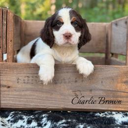 Charlie Brown - Liver white and tan male English Springer Spaniel puppy in Uvalda, Georgia from Willow Creek Farms