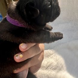 French Bulldog Puppies from Hope Mountain French Bulldogs