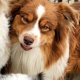 Australian Shepherd puppies from RisingStar Australian Shepherds