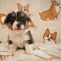 Melody - Blue female Pembroke Welsh Corgi puppy in Warrensburg, New York from The Adirondack Corgi
