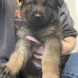 Dasher (green collar) - Sable male German Shepherd puppy in Canterbury, Connecticut from Nachtwaechter German Shepherds, LLC