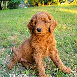 Trickster - Red  male Goldendoodle puppy in Greer, South Carolina from South Paw Doodles