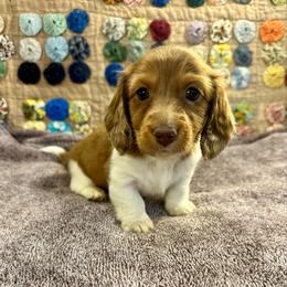 Ripp - Red male Dachshund puppy in Hensley, Arkansas from The Dachshund Barn