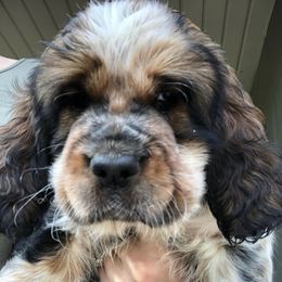 English Springer Spaniels from Poskin Lake Springer Spaniels