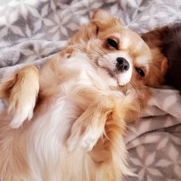 Chihuahua Puppies from Fine Whines & Lickers