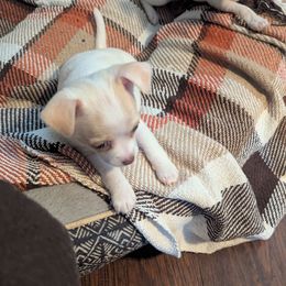 Louise - Cream and white female Chihuahua puppy in Waycross, Georgia from OakView Farm Chihuahuas FB