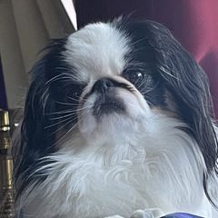 Sugar - Japanese Chin