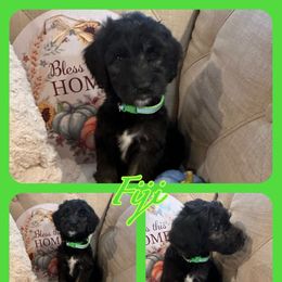 Fiji - Goldendoodle puppy from Zona’s Teddybear GoldenDoodles