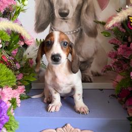 Red piebald - Piebald male Dachshund puppy in Wills Point, Texas from East Mini Dachshunds Texas