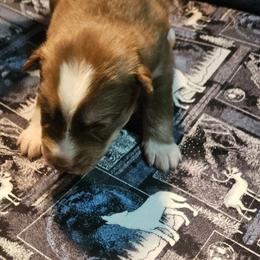 Arthur - Red and white male Siberian Husky puppy in Louisville, Kentucky from Wild Hunt Huskies