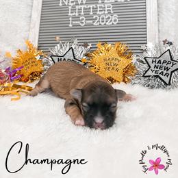 Champagne - Black & tan tri-color female Maltipoo puppy in Kula, Hawaii from Toy Poodle & Maltipoo Maui