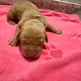 White collar - Yellow female Labrador Retriever puppy in Carriere, Mississippi from Cajun Water Retrievers