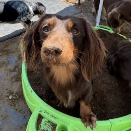 Milo - Dachshund
