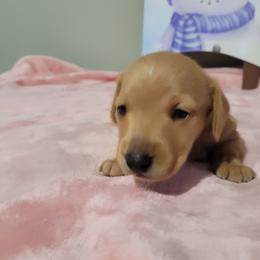 Serenity - Red female Dachshund puppy in Round Lake Beach, Illinois from Doxie Dynasty