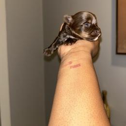 Crypto - Chocolate, tan and white male Yorkshire Terrier puppy in Lynwood, Illinois from SaintNicksWay