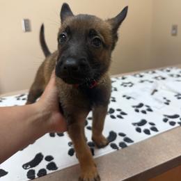 Female 4 - Mahogany female Belgian Malinois puppy in Denver, Colorado from Morales Kennels