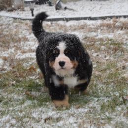 Bernese Mountain Dog Puppies from Valor