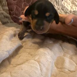Danny - Black and tan male Dachshund puppy in Taylor, Michigan from Meg’s Mini Doxies