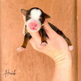 Hawk - Tri-color male Bernedoodle puppy in Wamego, Kansas from Doodles of Oz