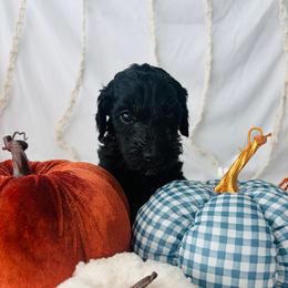Apple - Black female Goldendoodle puppy in Cedartown, Georgia from Loyal Doodles