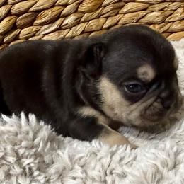 Baby Dracula with OFA parents - Black and tan male French Bulldog puppy in Billings, Montana from Yellowstone Frenchies